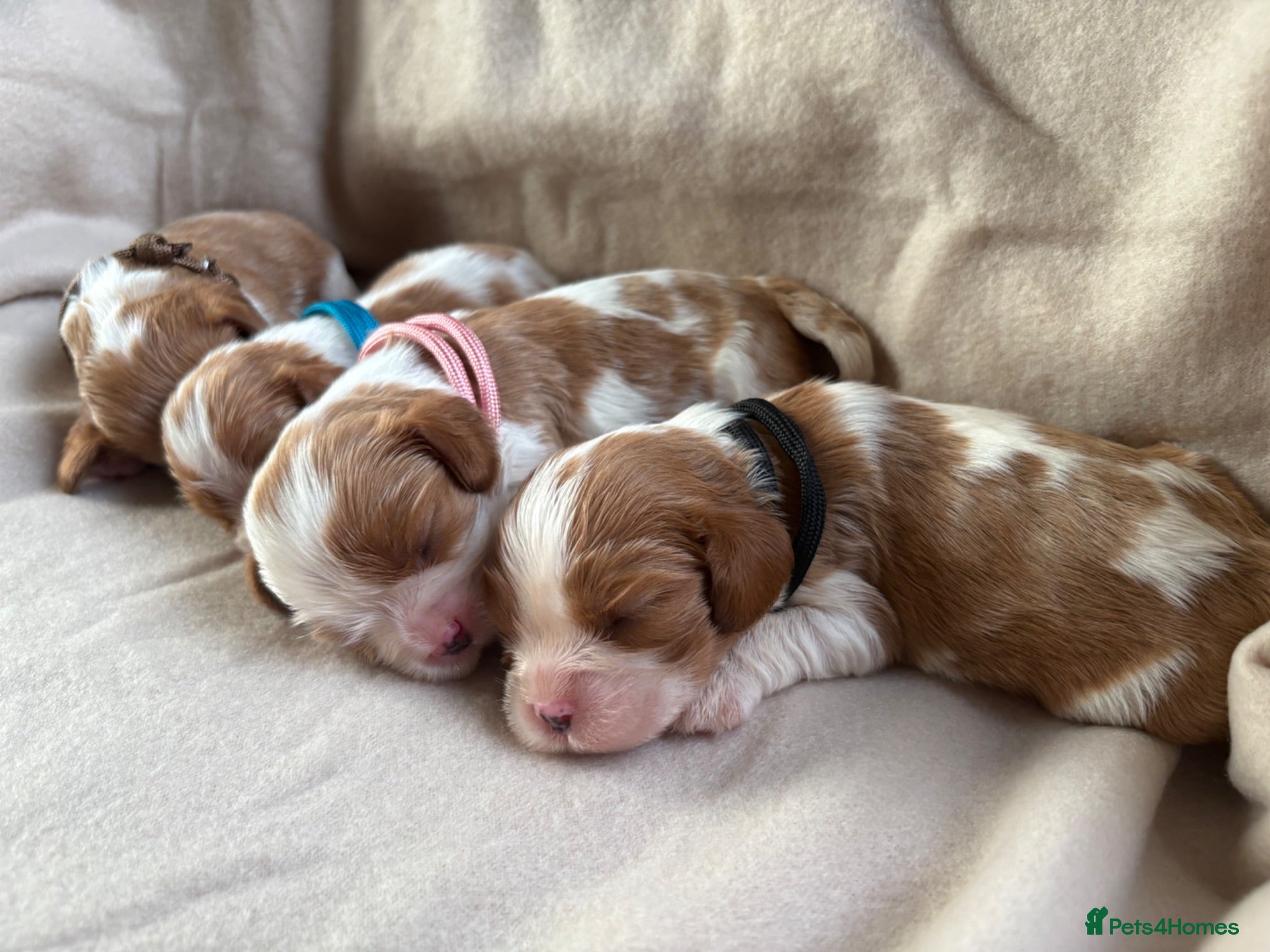 Cavalier King Charles Spaniel dogs 🧬New arrivals DNA HEALTH TESTED🧬KING CHARLES CAV - Advert 2