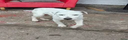 Jack Russell dogs for stud: 2x jack russell for stud in Doncaster - Advert 13