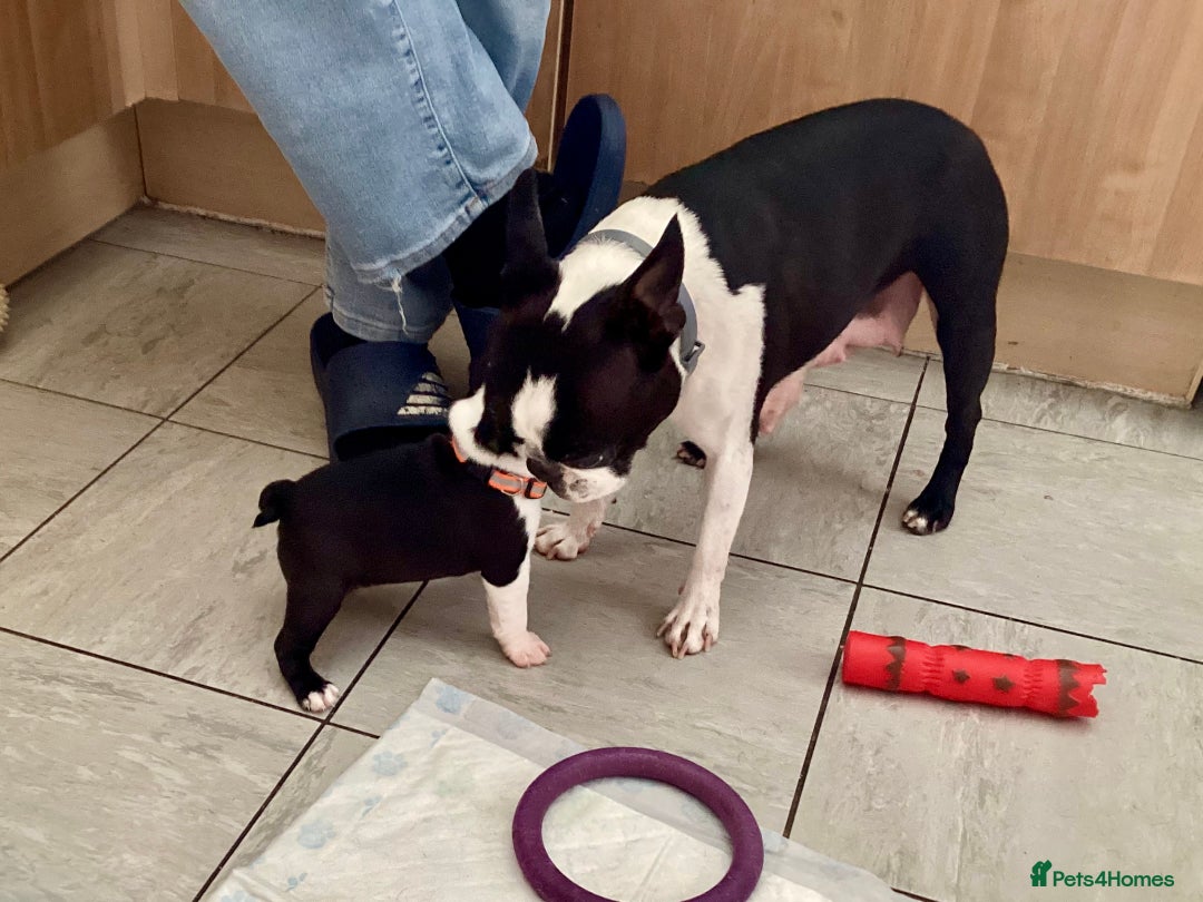 Boston Terrier dogs for sale: 9 BEAUTIFUL BOSTON TERRIER PUPPIES (4 GIRLS LEFT) - Image 21