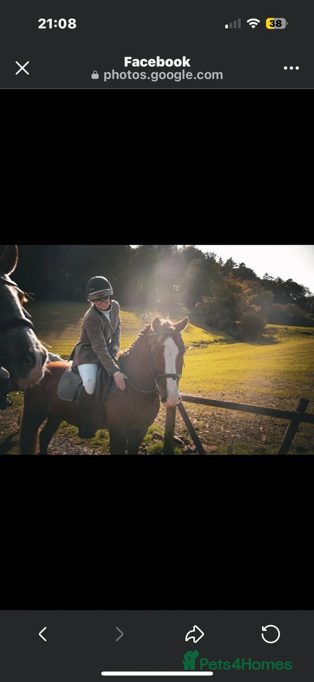 Welsh Section D horses for sale: Welsh Section D gelding Valentino (Tino) in Hereford - Advert 2