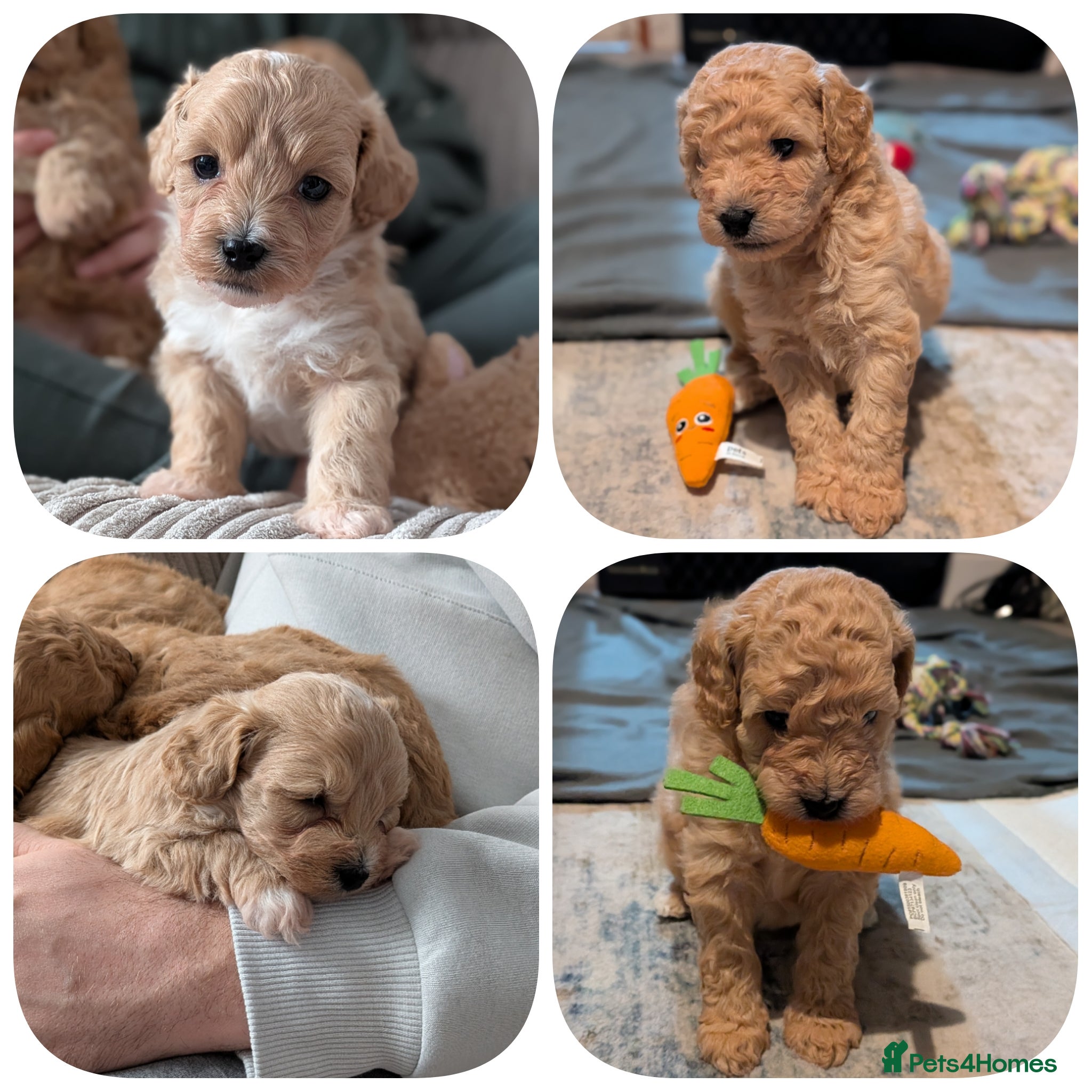 Lhasapoo dogs 3 gorgeous male lhasapoo puppies  - Advert 2