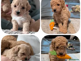 Lhasapoo dogs 3 gorgeous male lhasapoo puppies - Advert 2