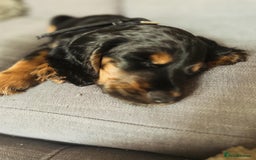 Cocker Spaniel dogs for stud: Black and tan Cocker Spaniel for stud - Image 10