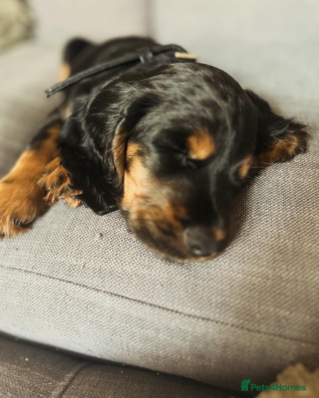 Cocker Spaniel dogs for stud: Black and tan Cocker Spaniel for stud - Image 10