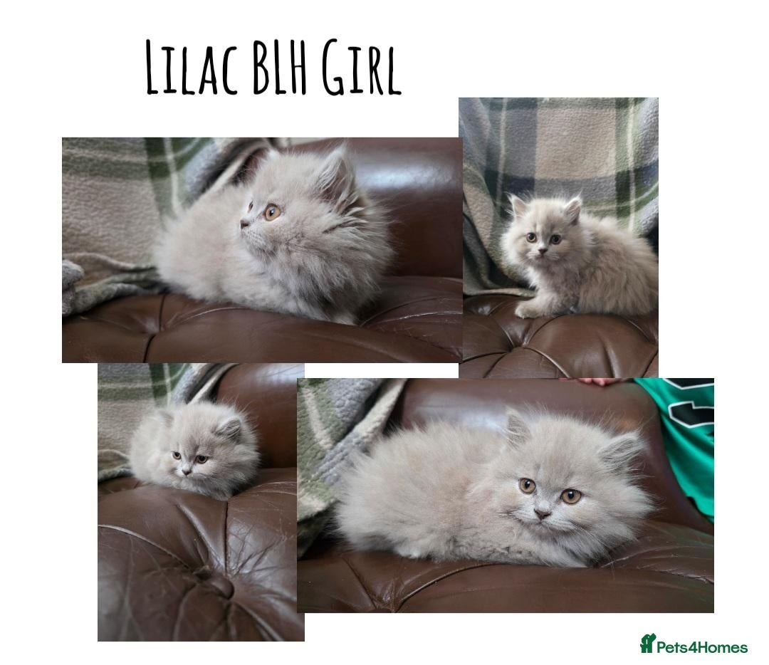 British Shorthair cats BSH and 1 BLH kittens forsale  - Advert 1