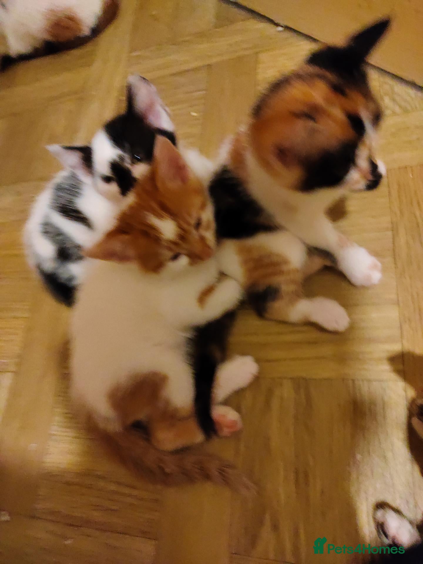 Mixed Breed cats Beautiful kittens looking for forever homes  - Advert 1