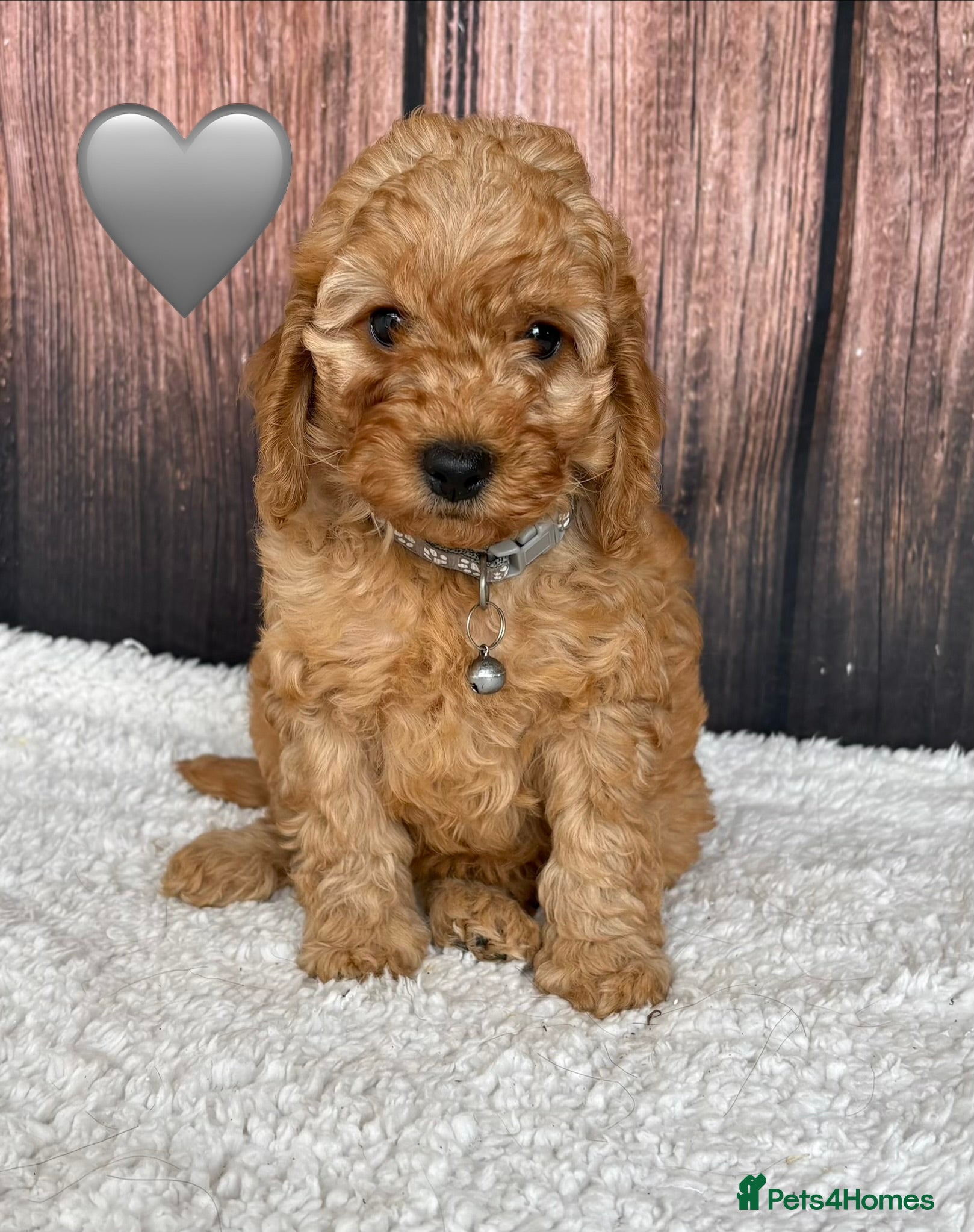 Cockapoo Puppy Female Grey Collar