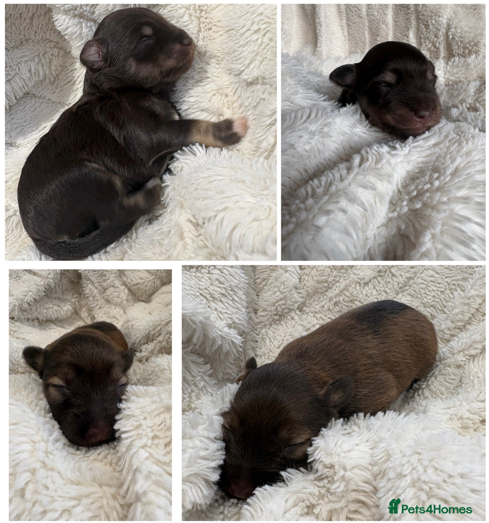 Miniature Schnauzer dogs 2 girls left!! American line Miniature Schnauzers  - Advert 17