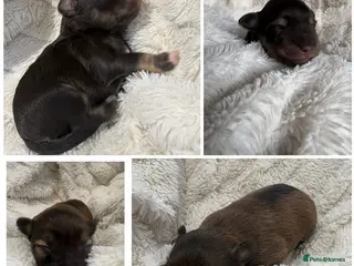 Miniature Schnauzer dogs 2 girls left!! American line Miniature Schnauzers - Advert 17