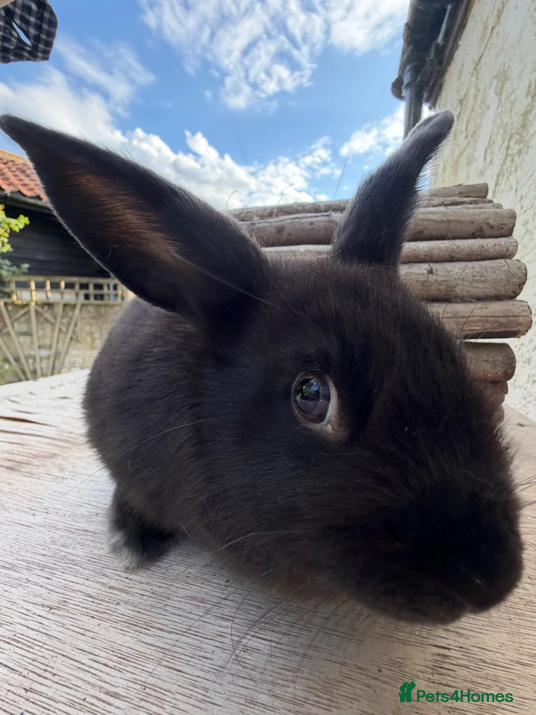 Mixed Breed rabbits for sale: Beautiful Young Black Doe  - Advert 9