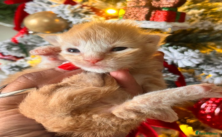 Maine Coon cats November Maine Coon Litter – Waiting List Open! - Advert 6