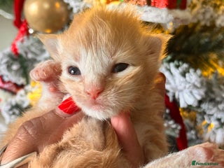 Maine Coon cats November Maine Coon Litter – Waiting List Open! - Advert 5