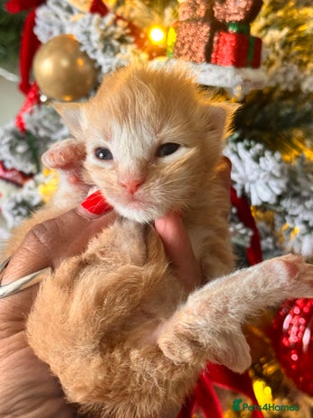 Maine Coon cats November Maine Coon Litter – Waiting List Open! - Advert 6