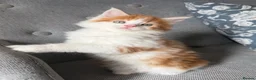 Maine Coon cats for sale: Gorgeous Maine Coon mix fur babies in Spennymoor - Advert 8
