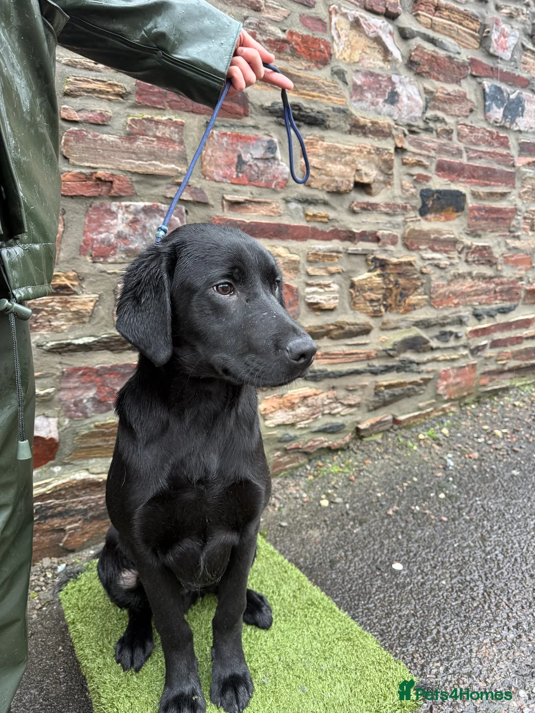 Labrador Retriever dogs for sale: 6 month Labrador Male Puppies - Advert 2