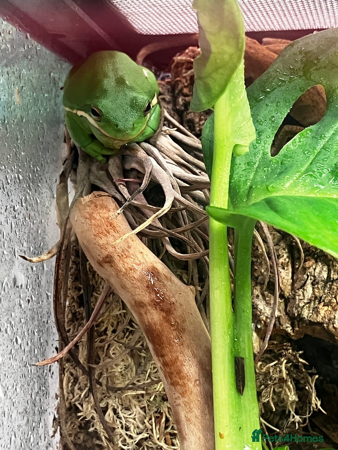 Frog reptiles for sale: Green anole & Green Tree frog & ecosystem! - Image 7