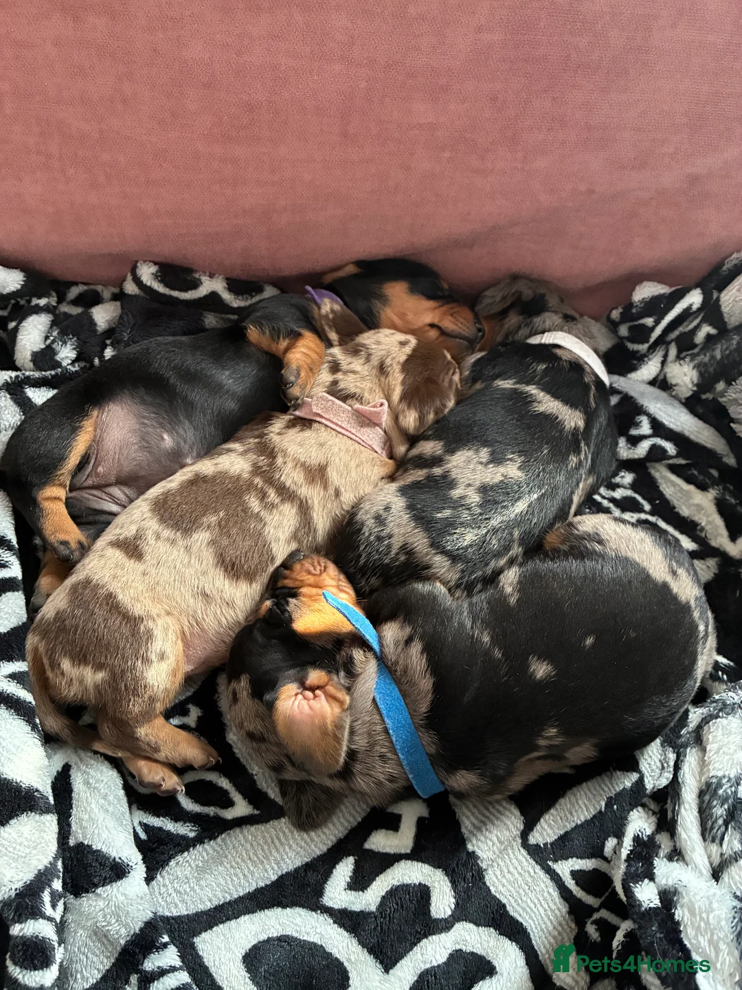 Miniature Dachshund dogs for sale: Gorgeous Minature Daschund Puppies  - Advert 11