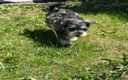 Miniature Schnauzer dogs for sale: KC Mini Schnauzer Pups. Fully jabbed. Last girl in Dudley - Image 2
