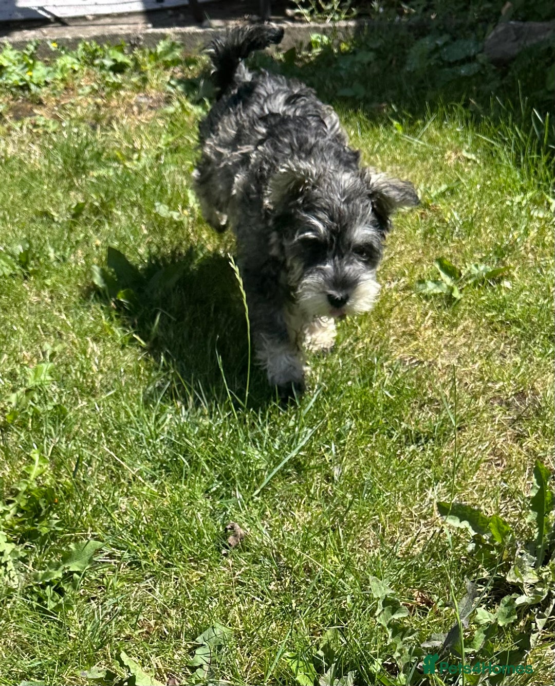 Miniature Schnauzer dogs for sale: KC Mini Schnauzer Pups. Fully jabbed. Last girl in Dudley - Image 2