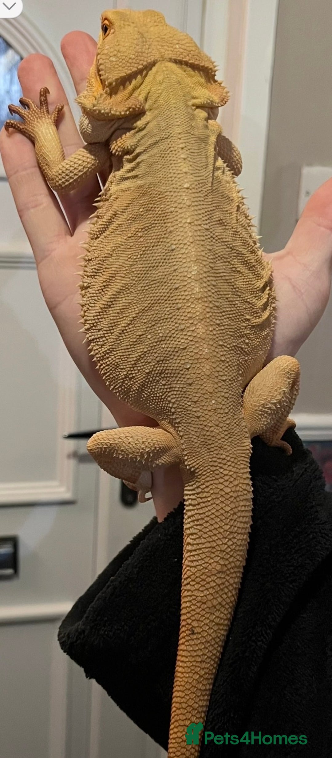 Bearded Dragon reptiles for sale: Witblit bearded dragons adult male - Advert 4