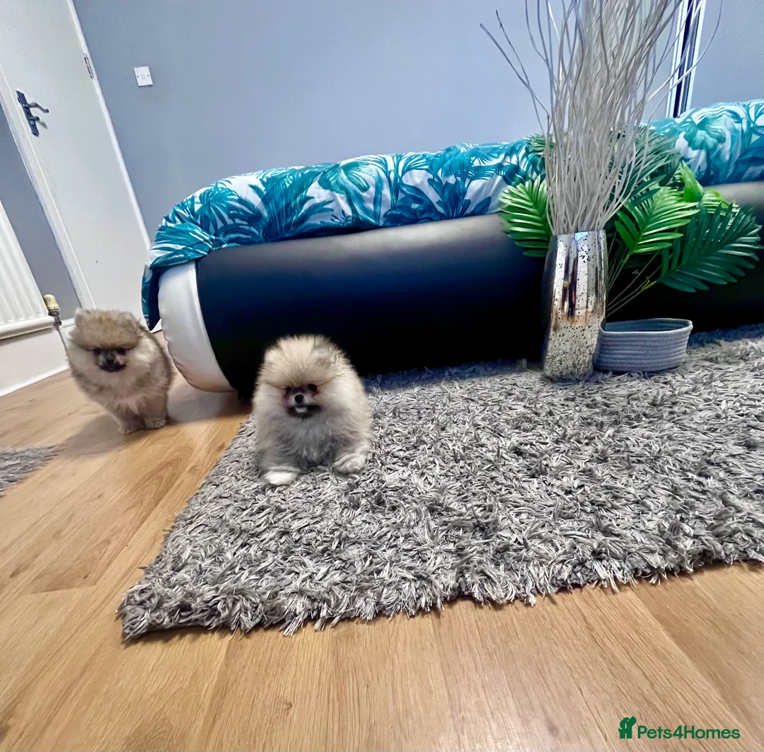 Pomeranian dogs for sale: Top Quality 🐻 Teddy Face  - Advert 13