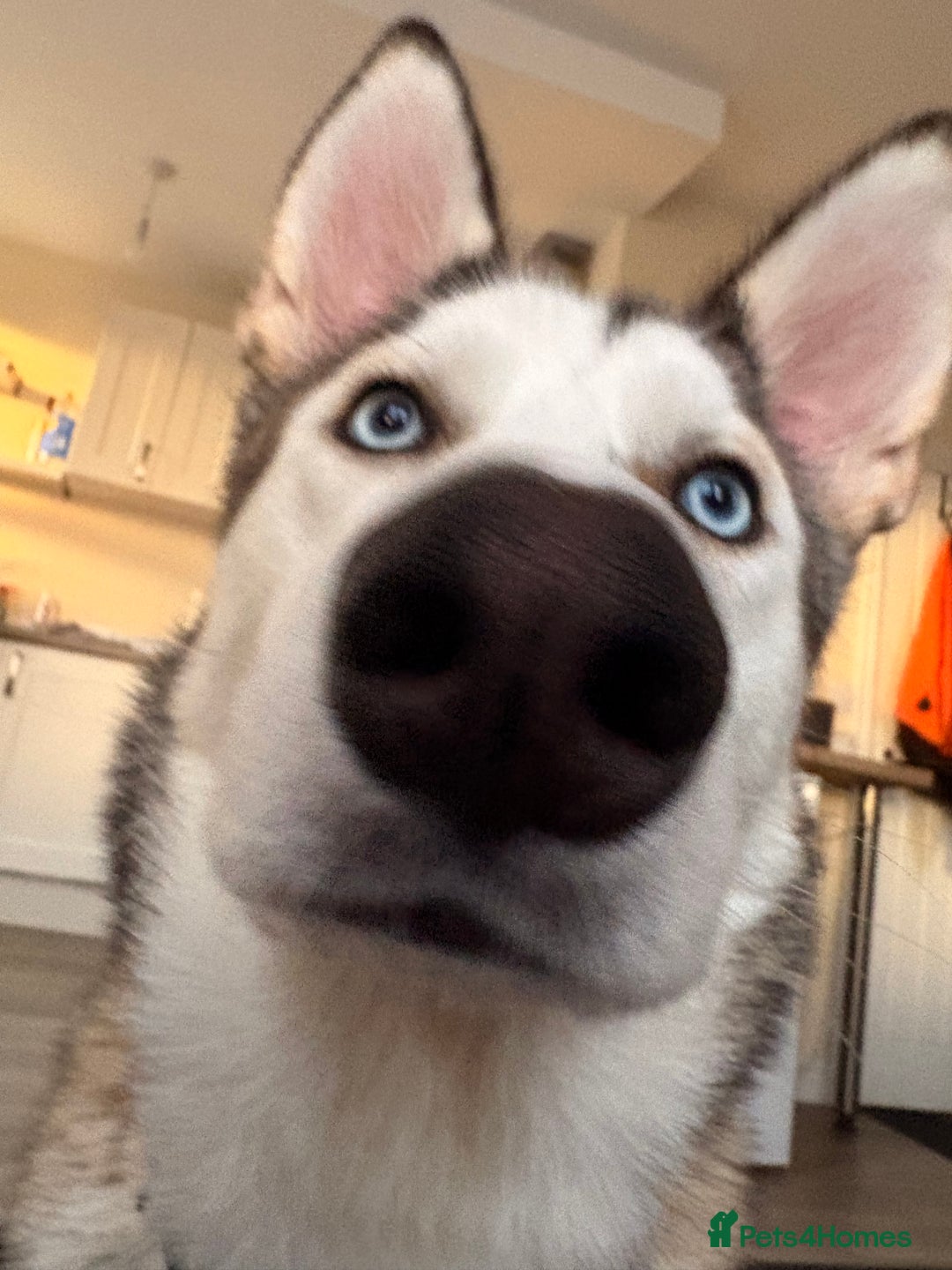 Siberian Husky dogs for sale: ASAP beautiful husky/malamute boy - Image 13