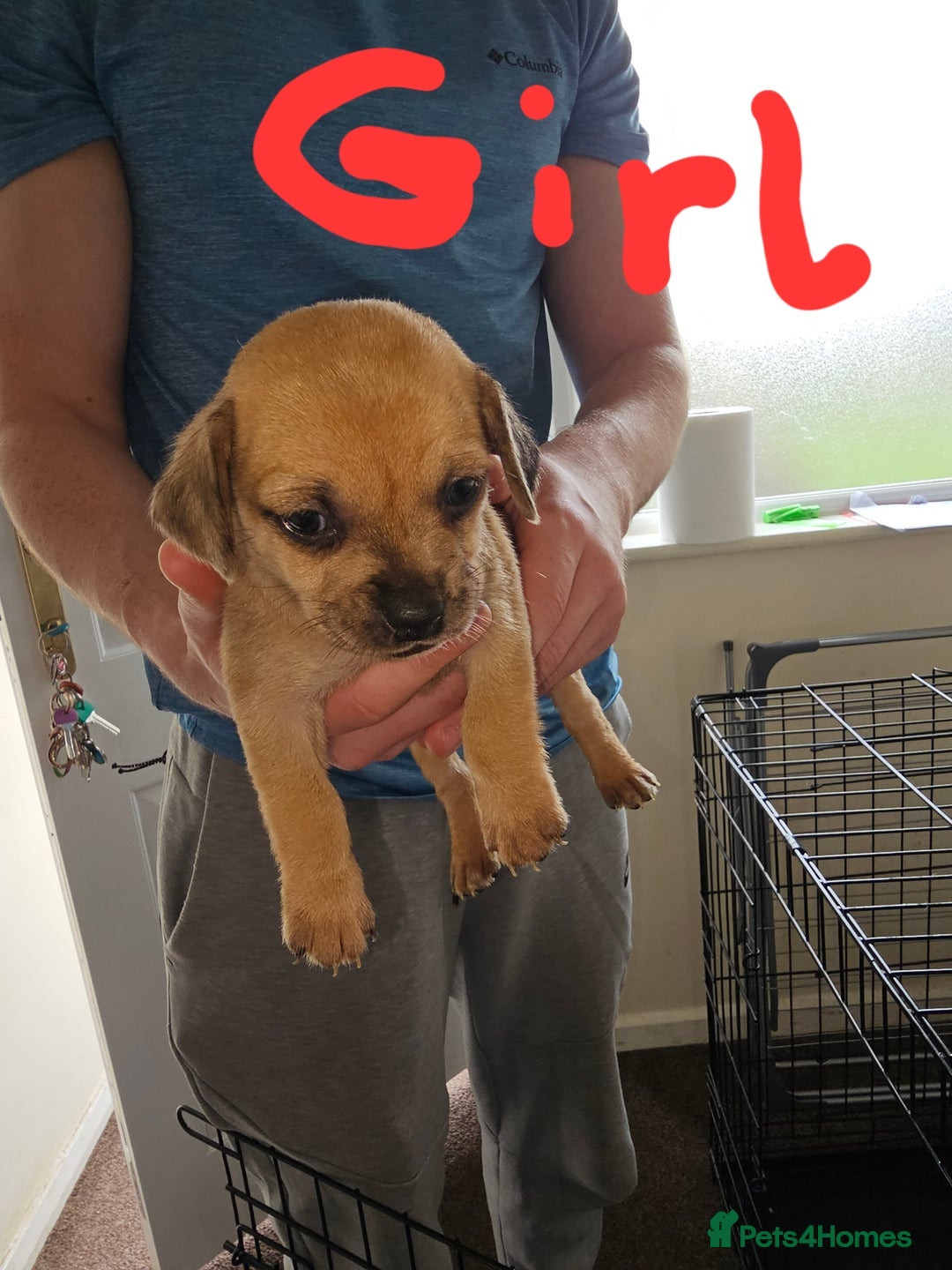 Mixed Breed dogs for sale: dachshund x pug puppy's 8 weeks old  - Image 1