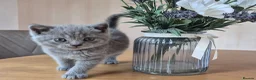 British Shorthair cats for sale: Purebred british shorthair kittens in Wigton - Advert 29