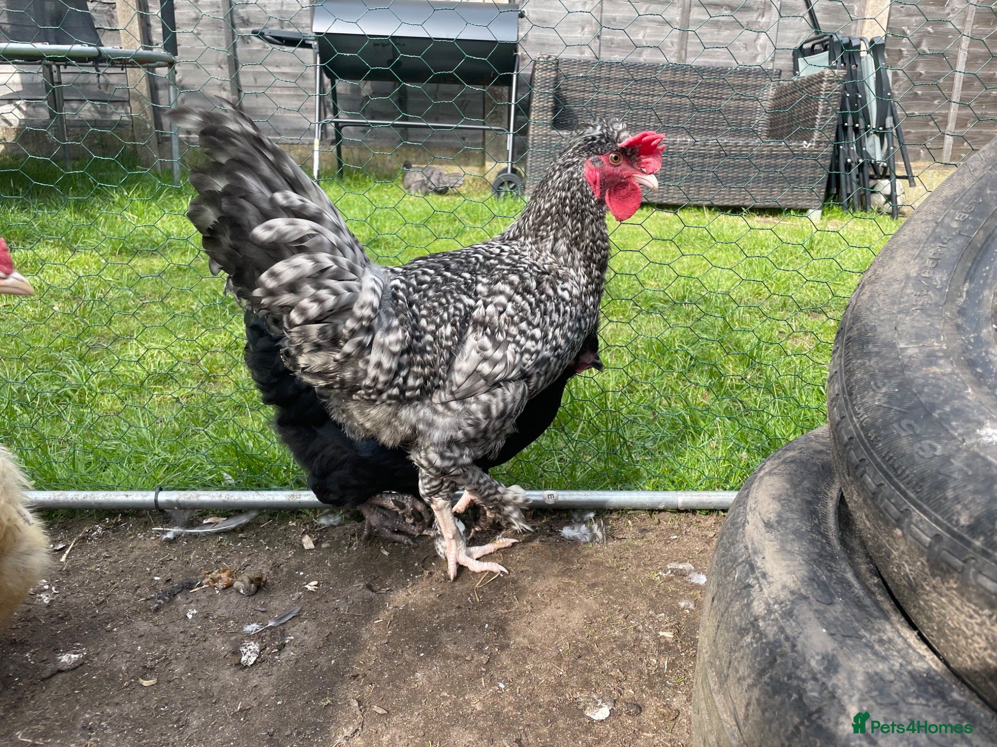 Chickens poultry Rooster Olive egg genes plus other roosters - Advert 10