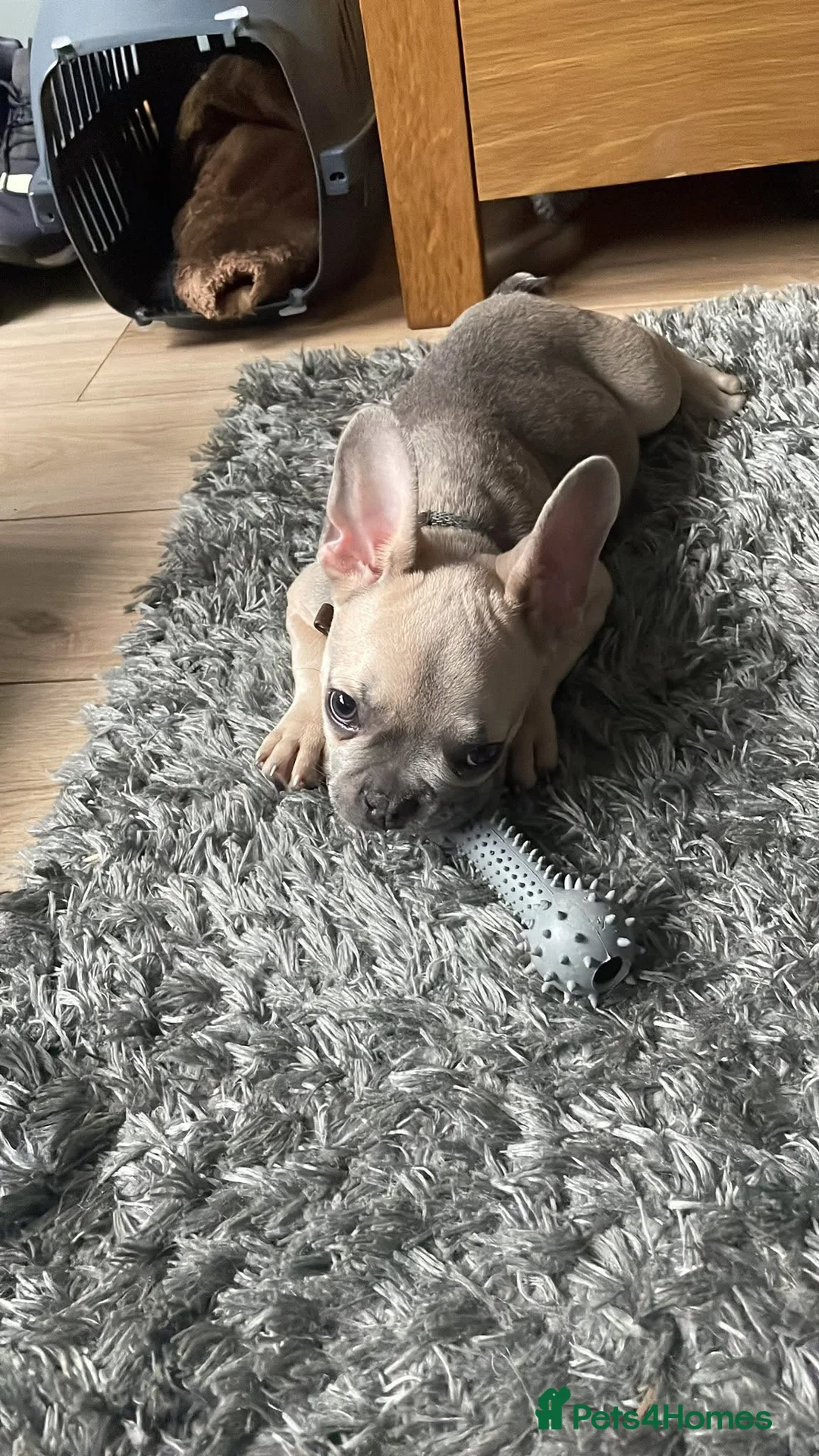 French Bulldog dogs for sale: French bull dog  - Advert 3