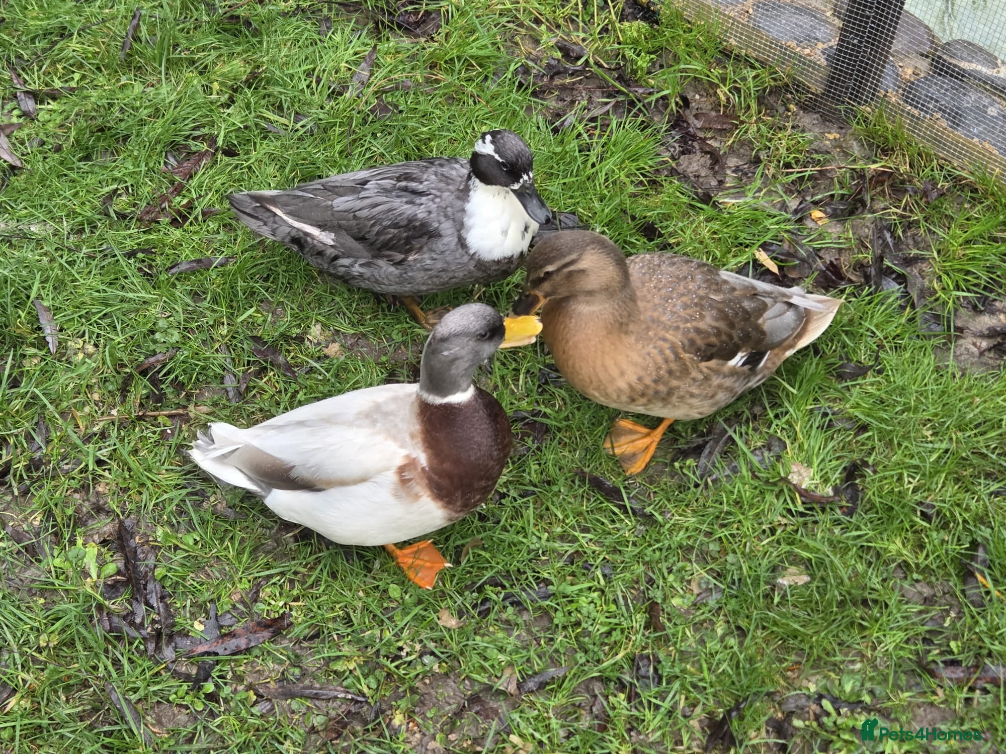 Ducks poultry Beautifully call duck hatching eggs for sale - Advert 1