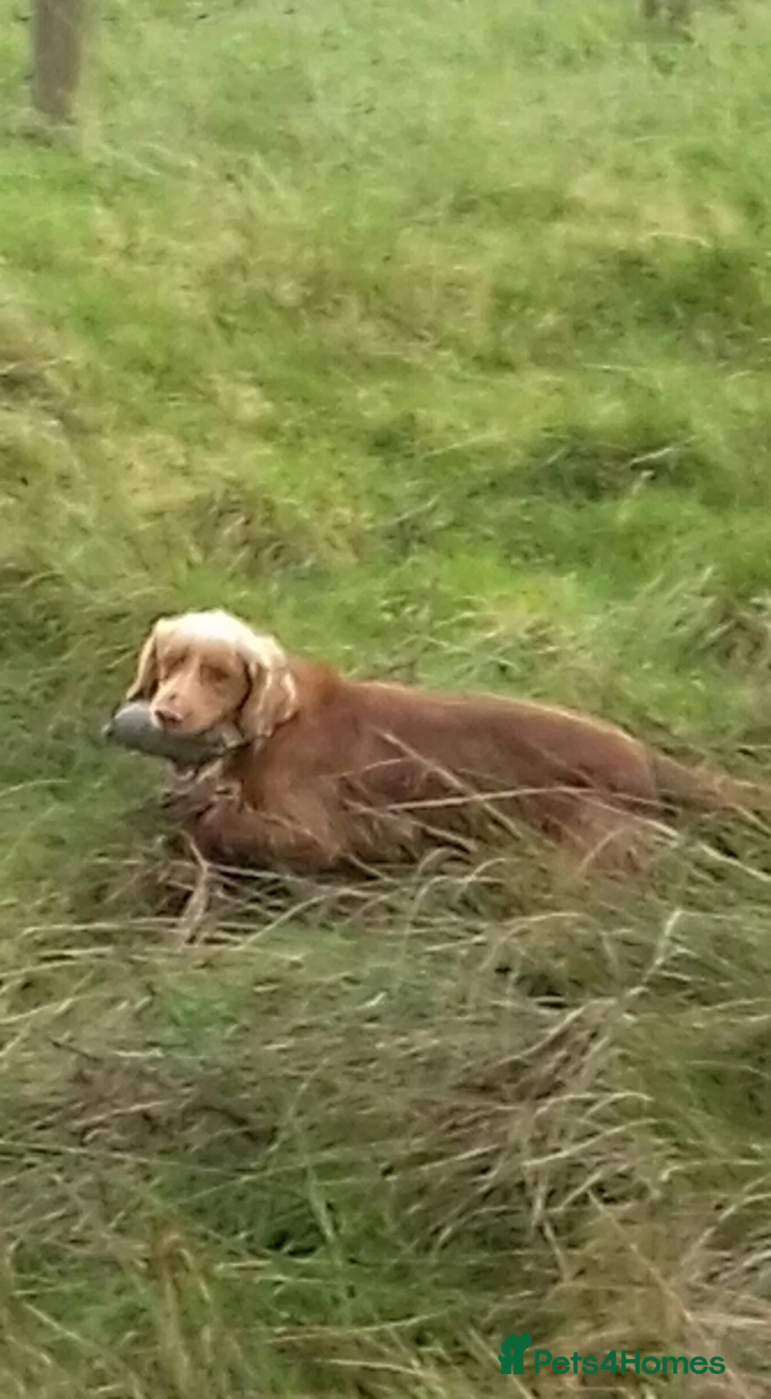 Cocker Spaniel dogs for stud: Working Cocker At Stud in Hexham - Advert 2