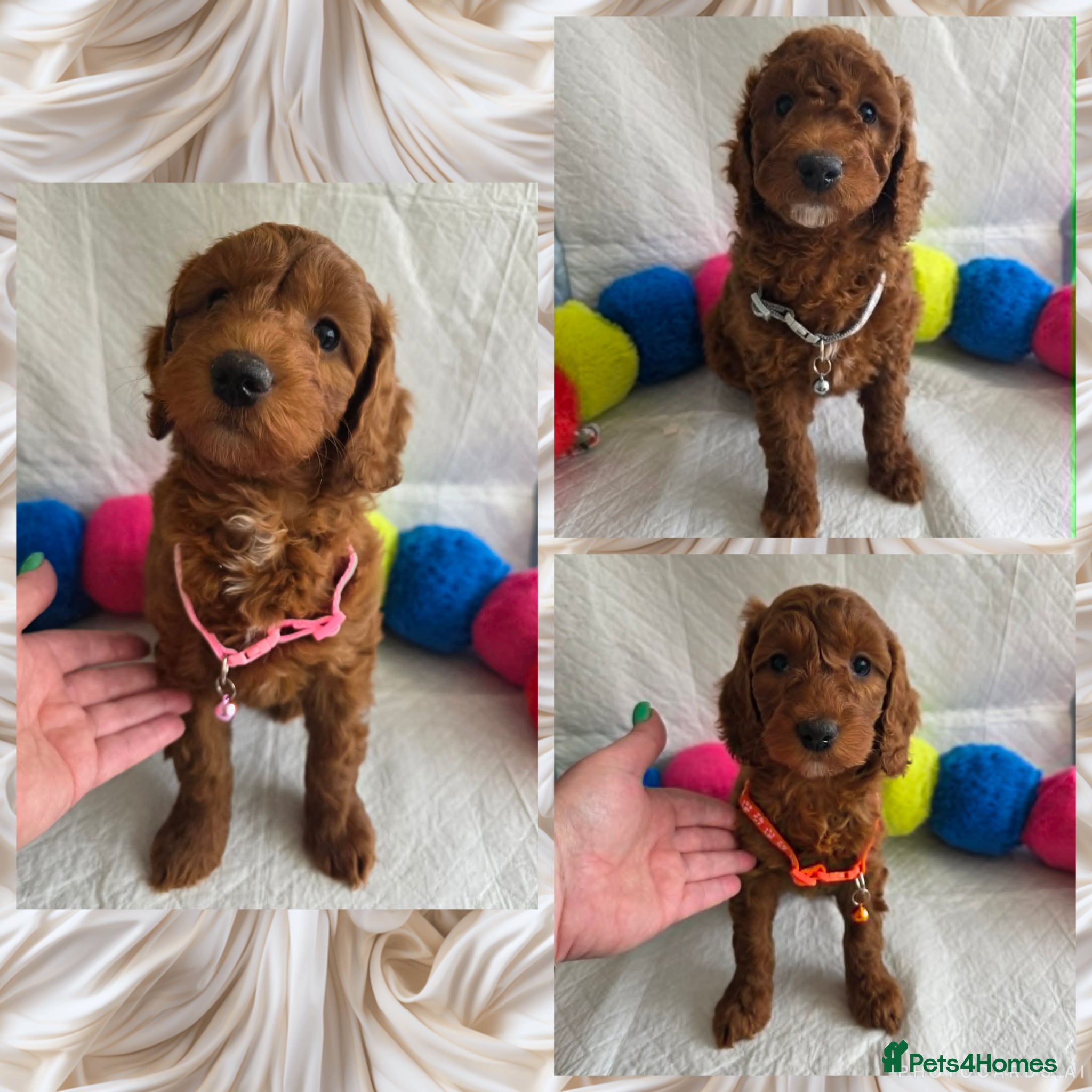 Goldendoodle dogs 👑Finest Quality Deep Red Doodles Toy/Min Bred 👑  - Advert 1