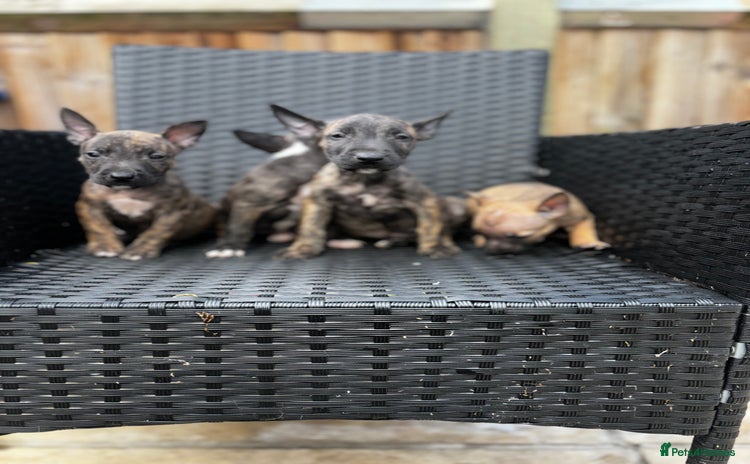English Bull Terrier dogs - Advert 1