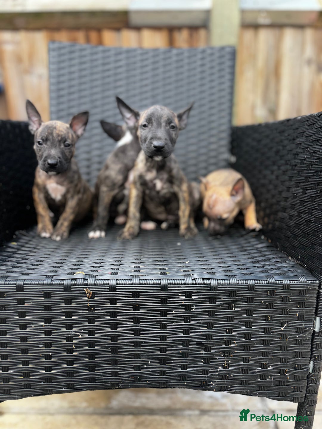 English Bull Terrier dogs for sale: English bull terrier (Working lines) - Image 1