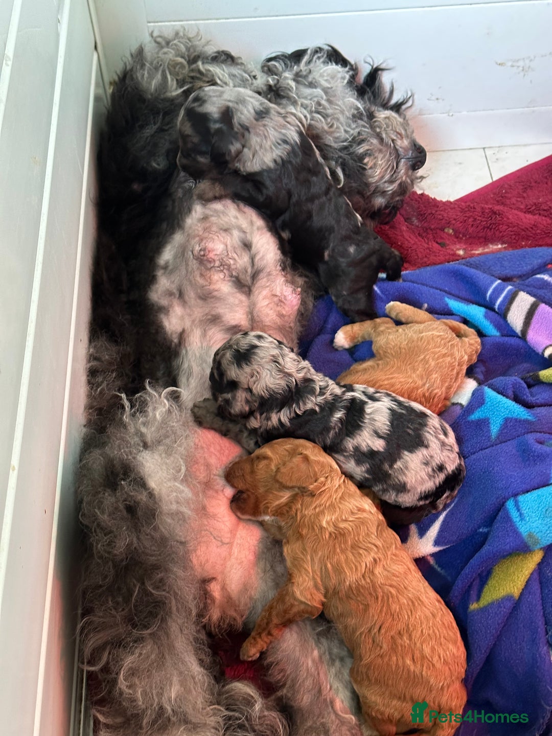 Cockapoo dogs for sale: STUNNING TOP-QUALITY COCKAPOO PUPPIES RARE COLOURS - Advert 15