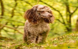 Goldendoodle dogs for sale: Gorgeous mini F1 goldendoodles - Image 8