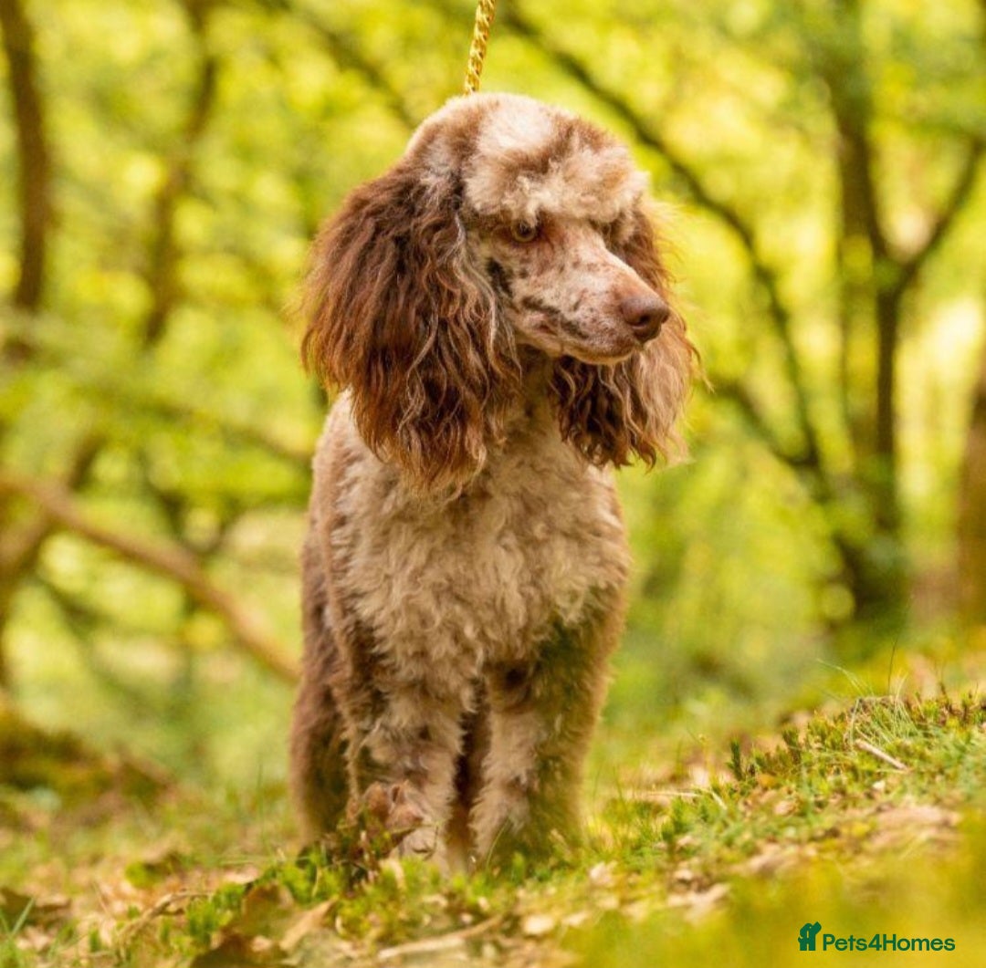 Goldendoodle dogs for sale: Gorgeous mini F1 goldendoodles - Image 8