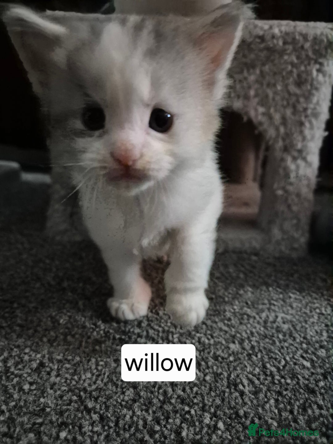 Maine Coon cats for sale: Maine coon kittens  - Advert 13