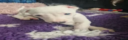 Whippet dogs for sale: Heart and DNA tested Blue Parti Whippet Puppies. - Advert 16