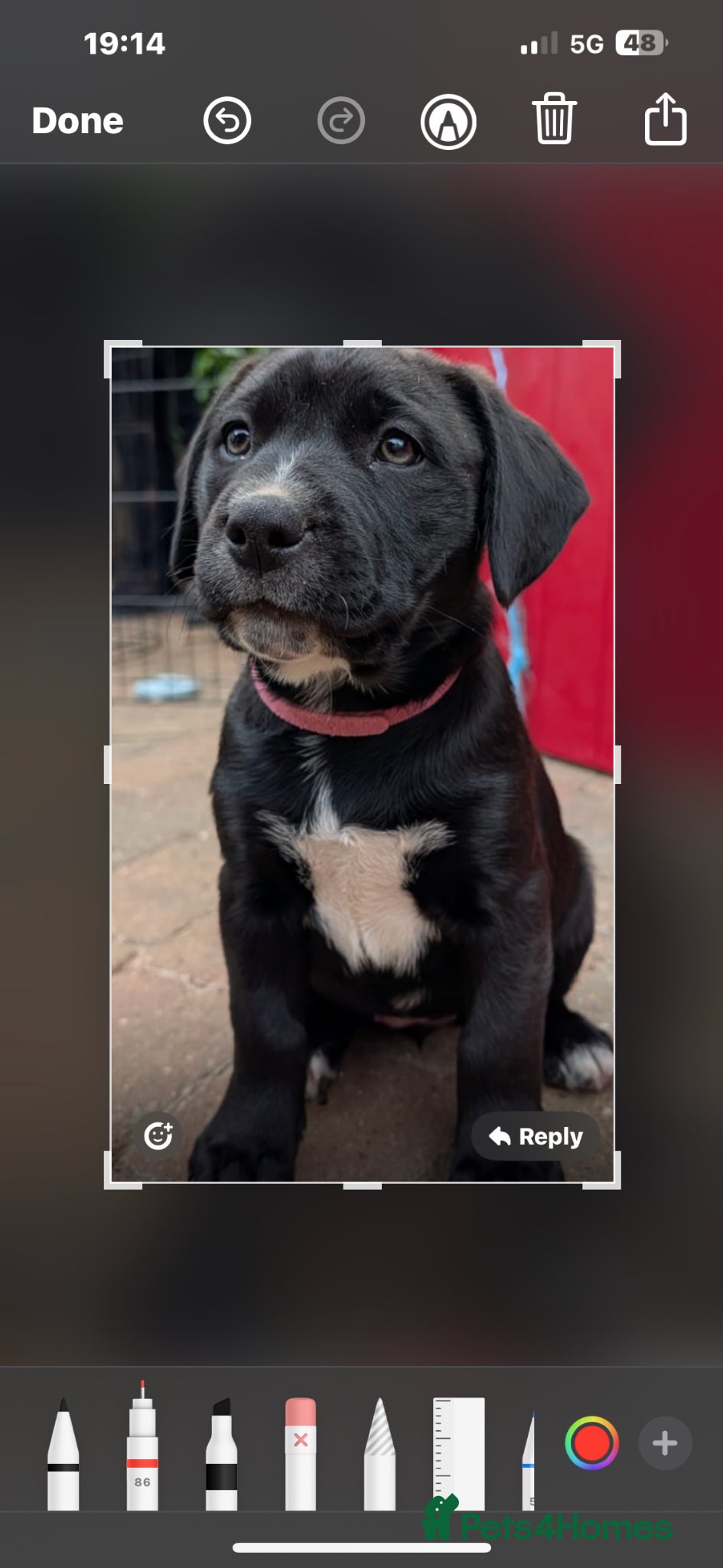 Mixed Breed dogs Two beautiful puppies - Advert 1