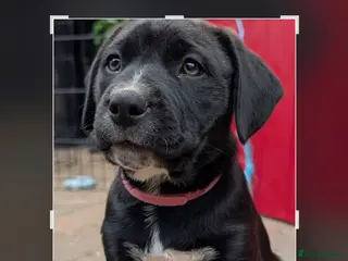 Mixed Breed dogs Two beautiful puppies - Advert 3