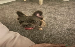French Bulldog dogs for sale: Fluffy puppy  - Image 3