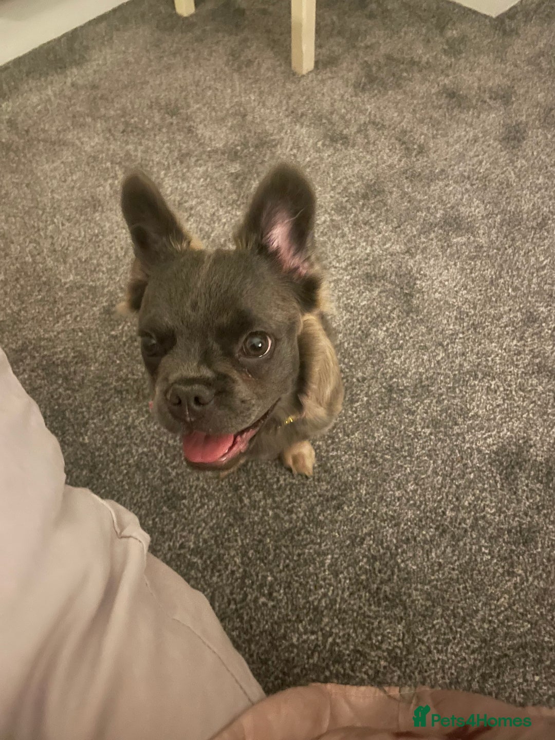 French Bulldog dogs for sale: Fluffy puppy  - Image 3
