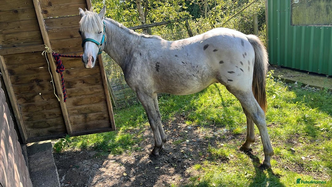 Appaloosa horses for sale: Cosmic Minstrel Gorgeous Gelding Rising 2 May 2026 - Advert 5