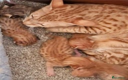 Savannah cats for sale: Adult cinnamon spotted F3 Savannah female cat - Image 3