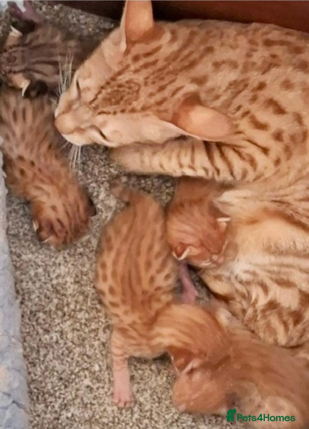 Savannah cats for sale: Adult cinnamon spotted F3 Savannah female cat - Image 3