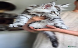 Maine Coon cats for sale: PEDIGREE MAINE COON KITTENS 5 BOYS - Image 12