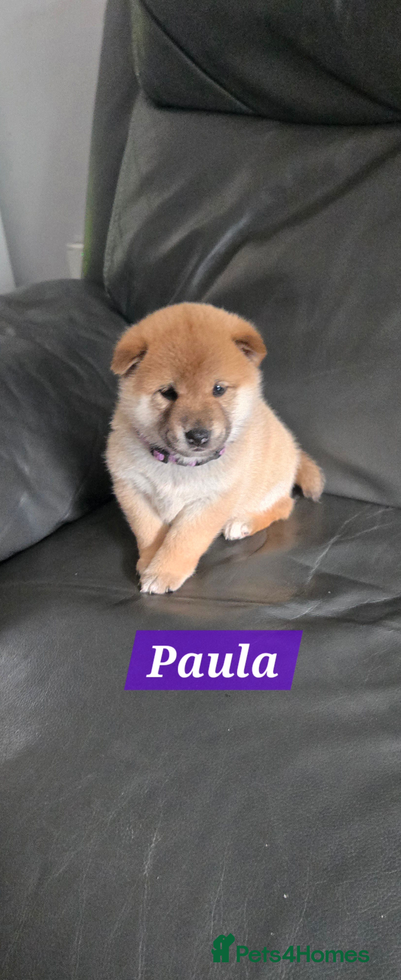 Japanese Shiba Inu dogs Stunning little Shibas - Advert 14