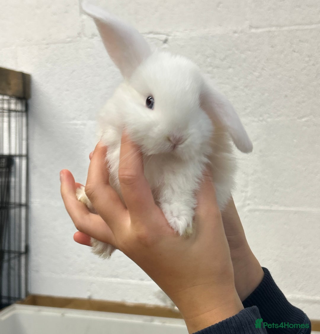 Dwarf Lop rabbits for sale: Baby bunnies looking for forever homes - Image 10